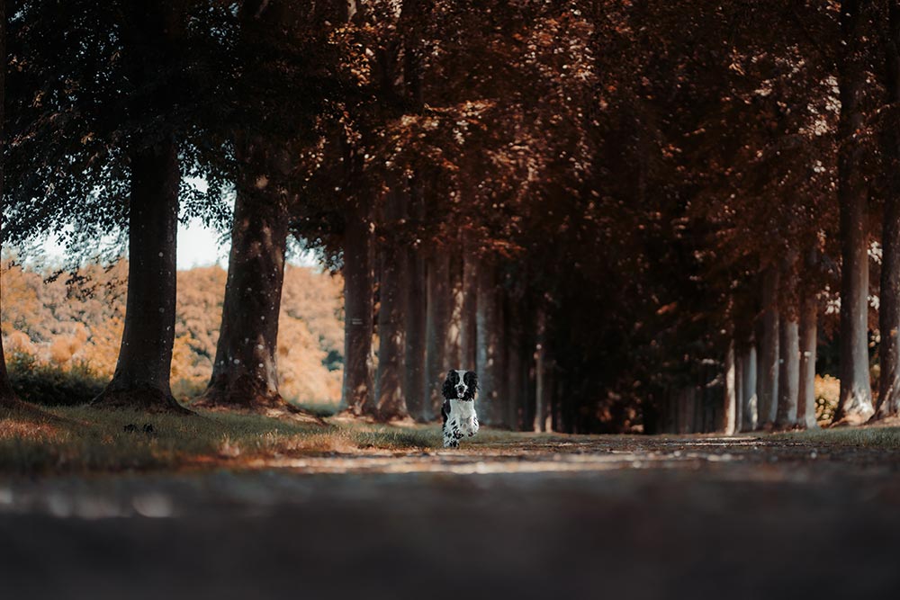 Séance photo animaux de compagnie