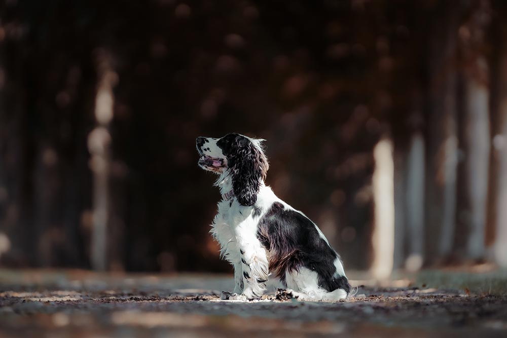 Séance photo animaux de compagnie