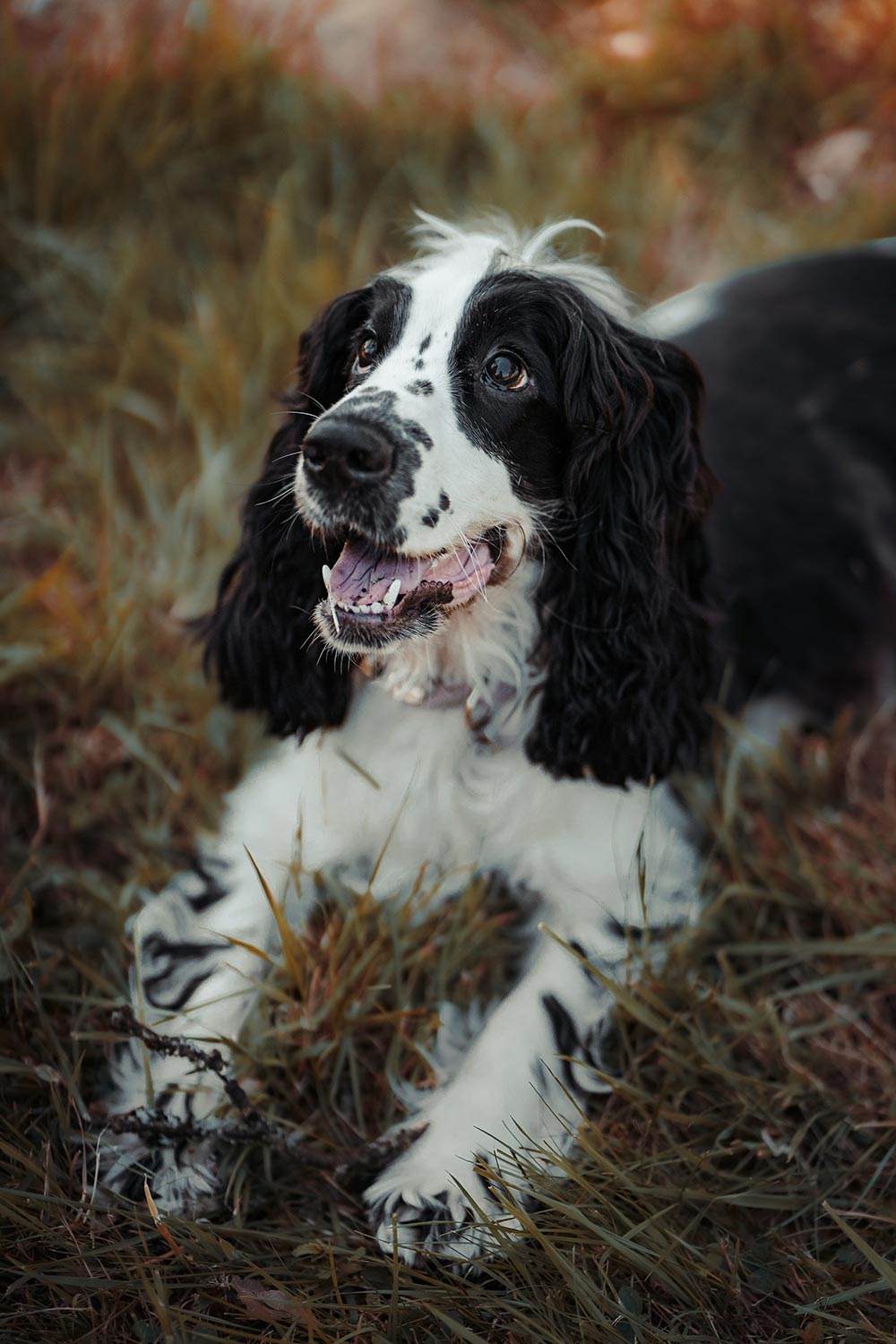 Séance photo animaux de compagnie
