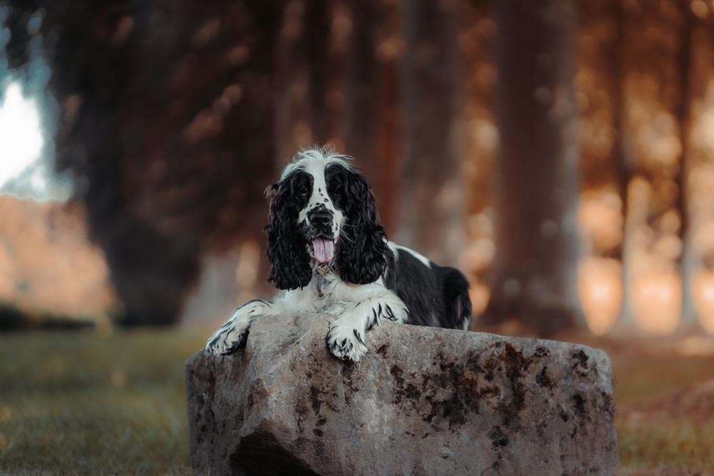 Séance photo animaux de compagnie