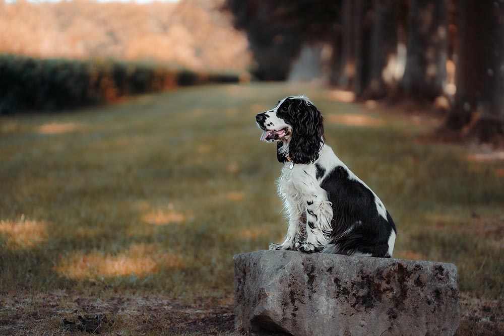 Séance photo animaux de compagnie