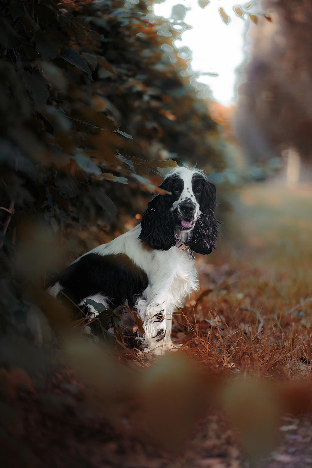 Séance photo animaux de compagnie