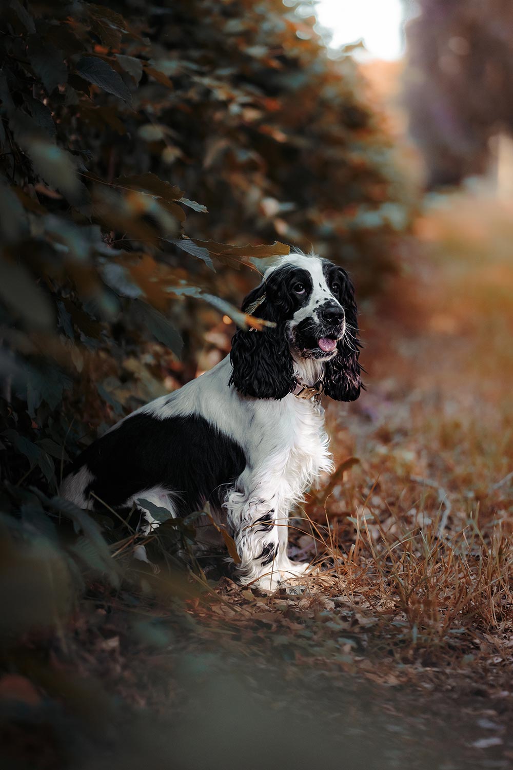 Séance photo animaux de compagnie
