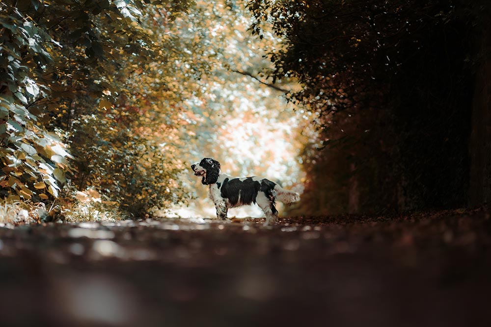 Séance photo animaux de compagnie