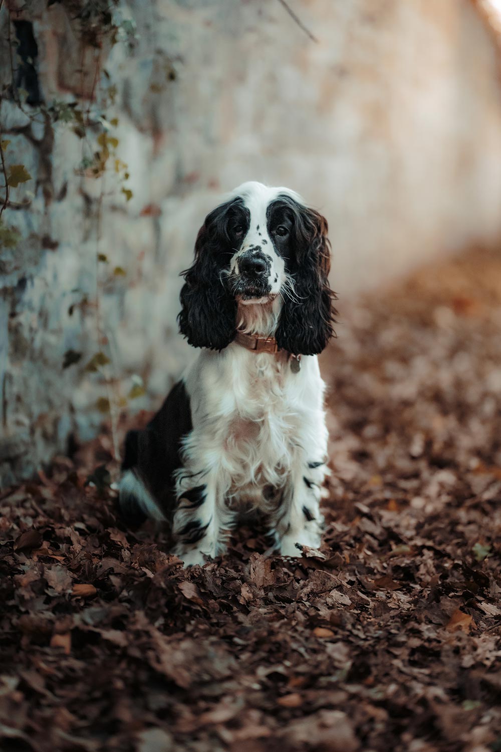 Séance photo animaux de compagnie
